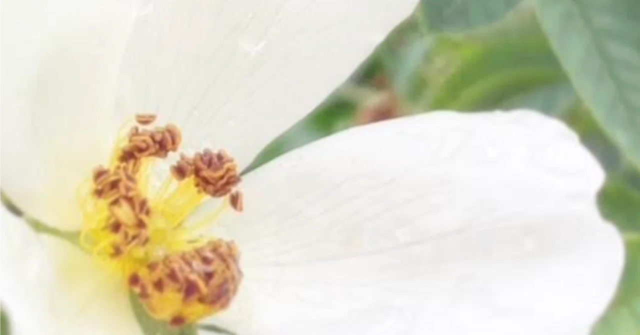 薔薇の花びらたち。 ｜ ナチュラルうさぎの癒しの時間。｜hanabana*