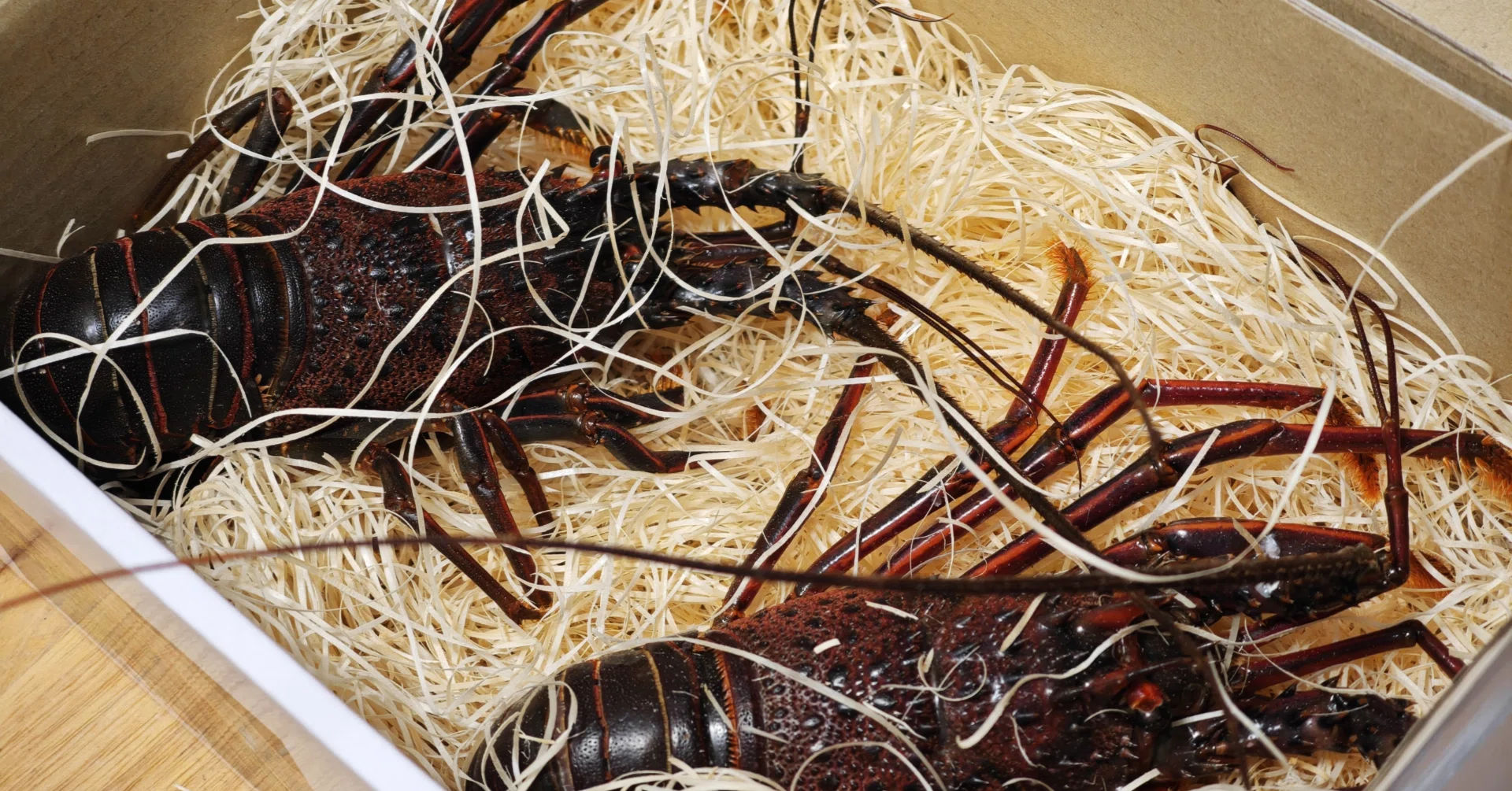 数ヶ月飼った伊勢海老を、最後に食べた｜ジョセフ｜境界で書くエッセイスト