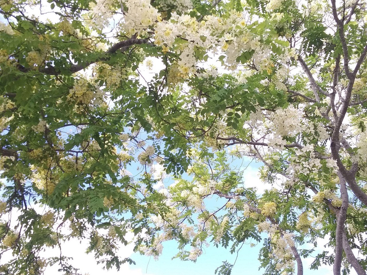 今日のハワイ 白いシャワー ツリーの花から癒しを Ke Kumula Au ケ クムラー アウ The Tree Kahale Uchi Note