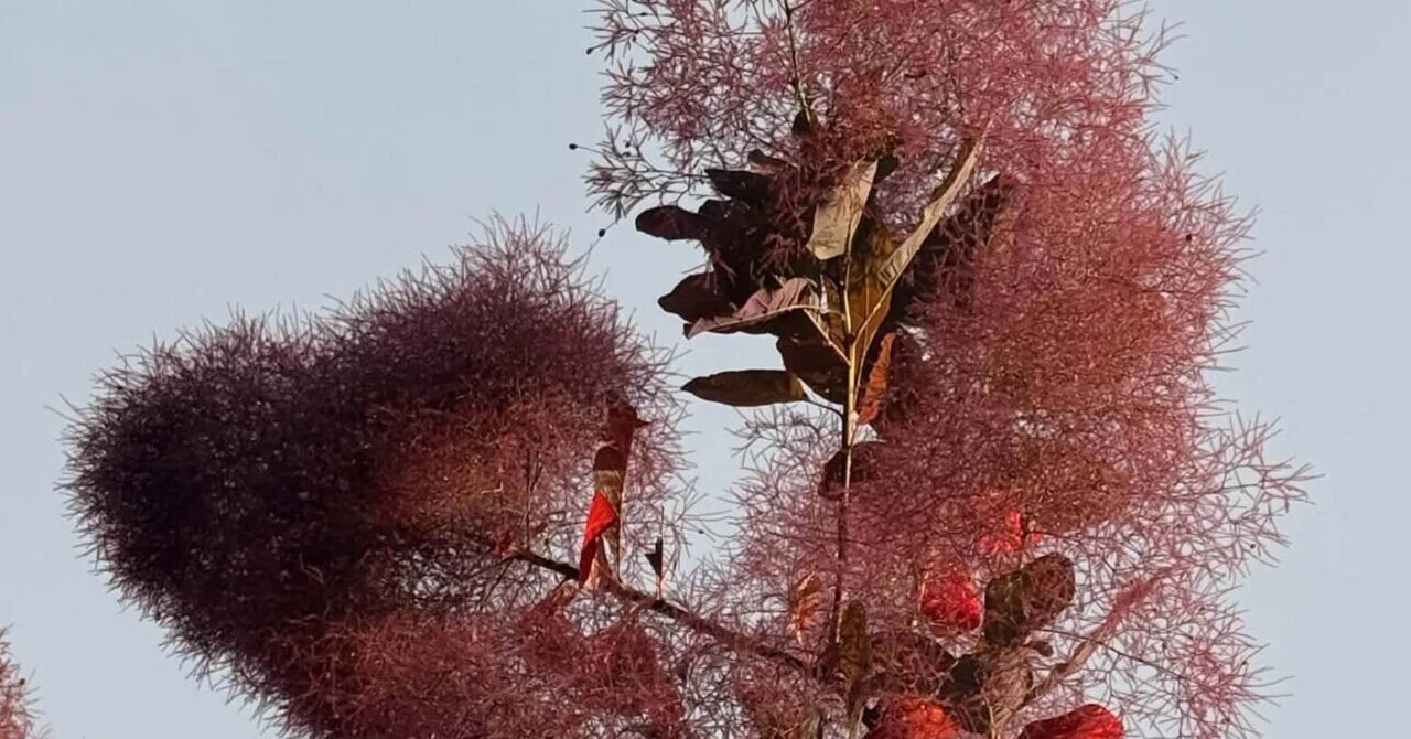 仮の家」は、スモークツリーが満開である/僕の秘密の花園｜編集者