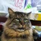 古田　まお
