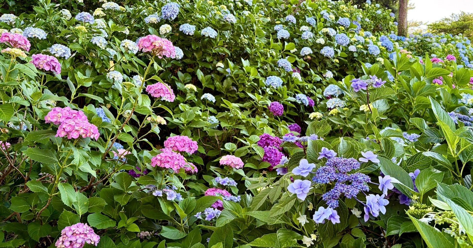 小田原城あじさい花菖蒲まつり】日に照らされたあじさいは、なつかしい