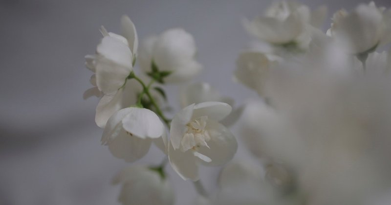 庭や散歩道で見つけた花を食卓に（食べる花の話)