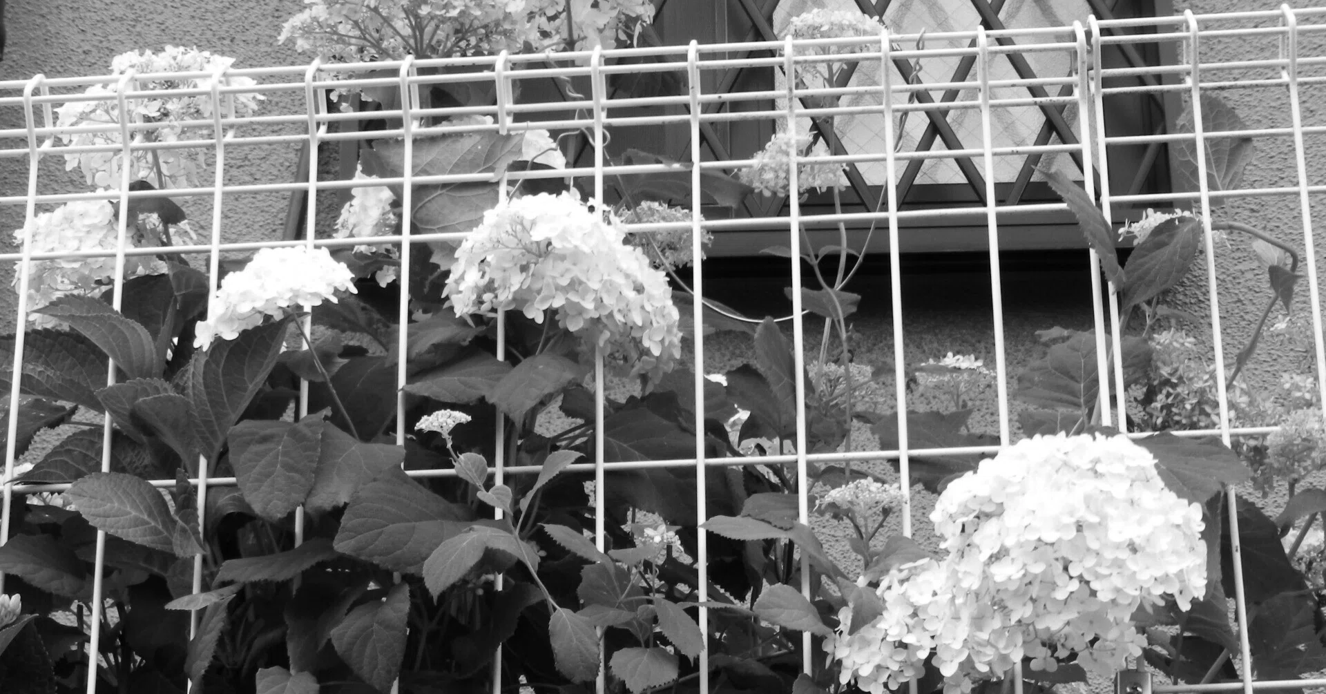 写実モノクロ画少女と紫陽花 紫陽花、そしてその他の花｜joel schroeder