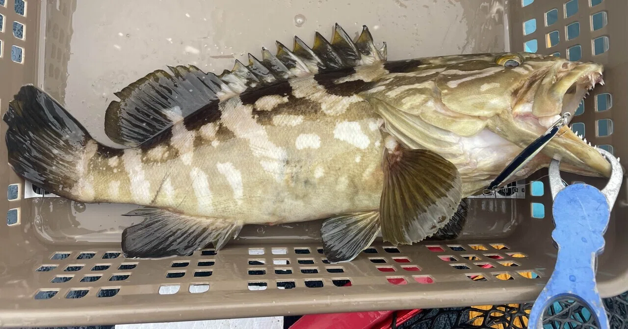 [San'in Longtooth Grouper Strategy] Ecology and Seasonal Patterns for ...