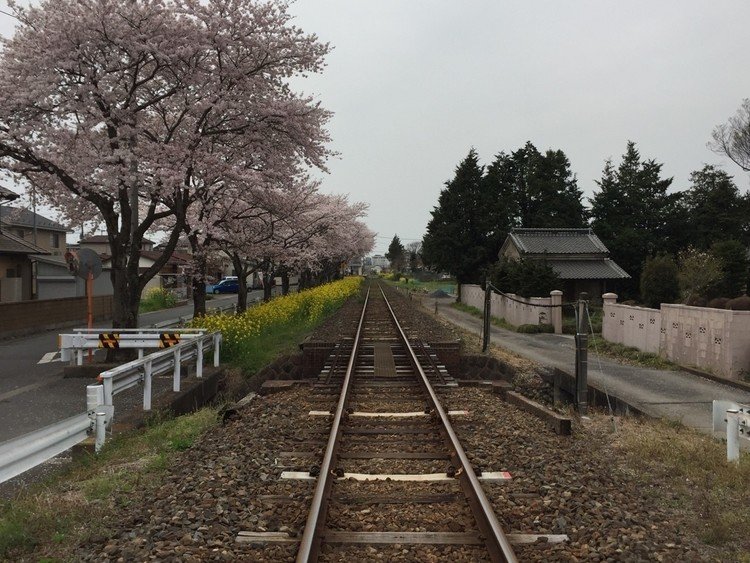 線路沿いの桜並木