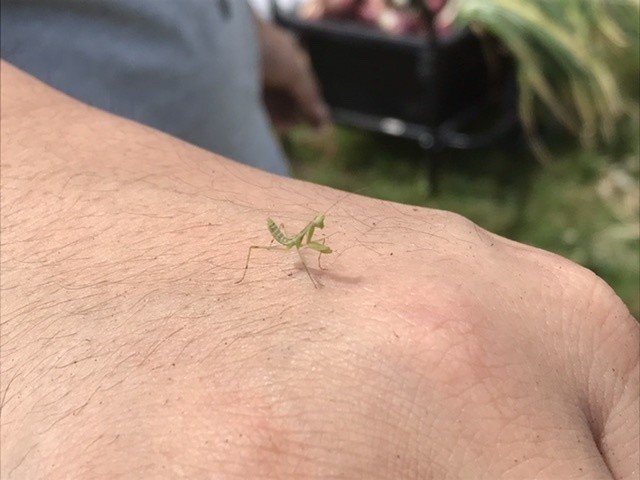 カマキリの赤ちゃん 原宿の屋上畑で玉ねぎの収穫作業中 スタッフの手の甲にカマキリの赤ちゃんが 数年前からカマキリ を見かけるようになったなあと思ったらついに孵化まで 少しずつ自然が戻ってる気がします まーじゅさん Note