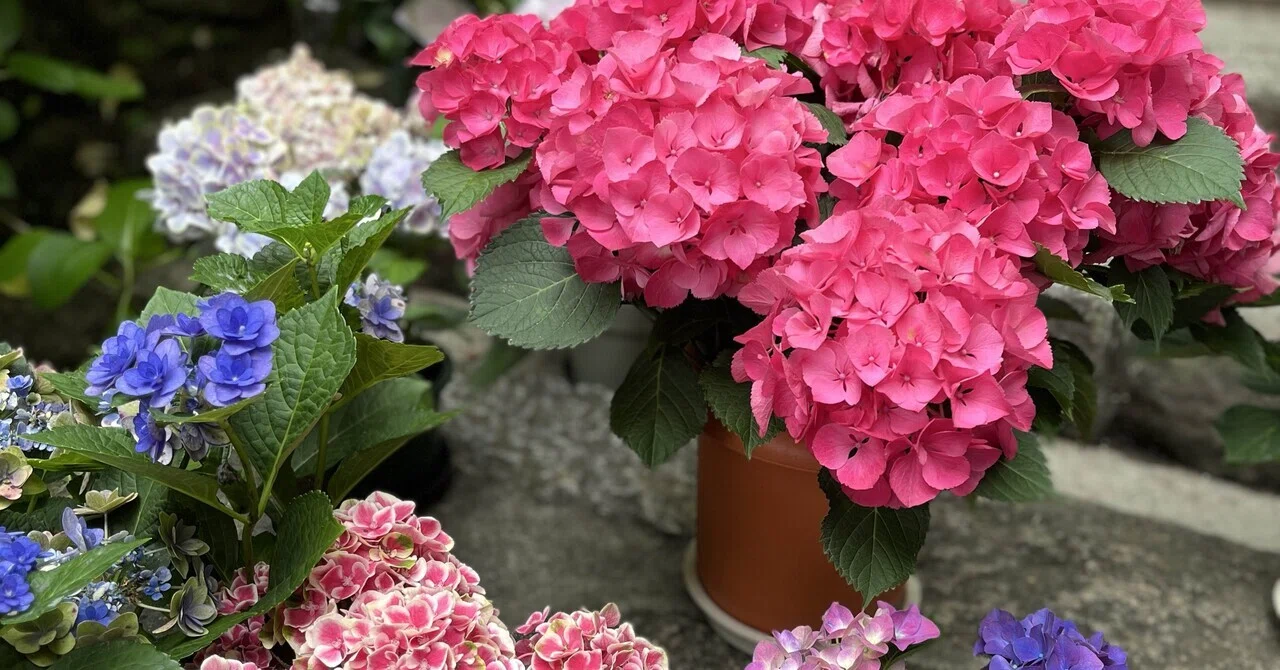 紫陽花の日に知った『あじさいのおまじない』｜la tulipe1905