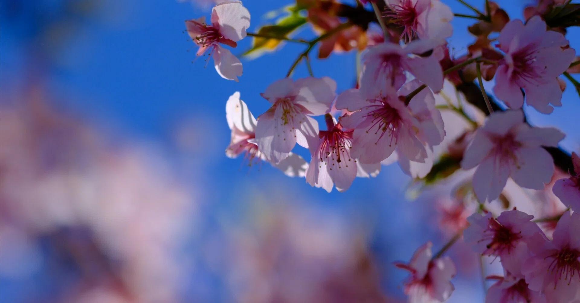 河津桜をXF90mmで #209_2603｜(´・ω・｀)