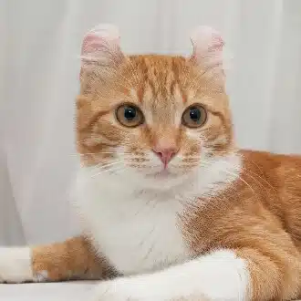 白井 れお