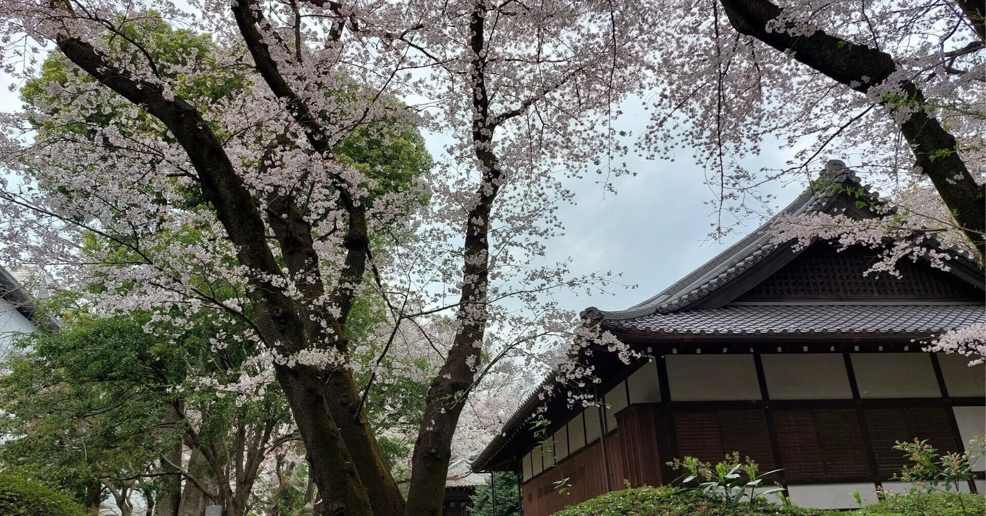 桜の木と「風をいなす力」のはなし ― 空洞のある木をどう守るか｜緑と 