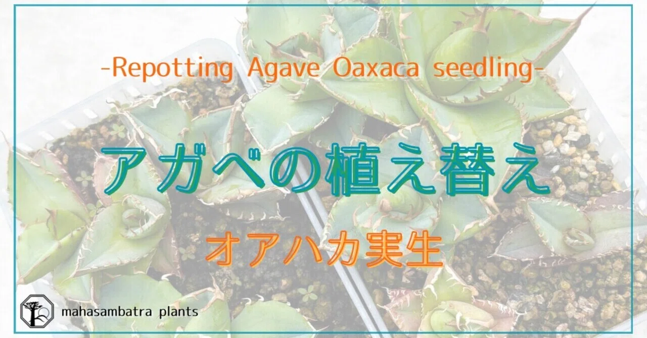 根っこがやばい！アガベ（オアハカ実生）の植え替え -OMG! Roots