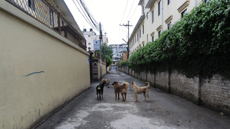 進行方向に立ちはだかる野犬の群れ。
#犬 #写真 #photo #野犬 #日常