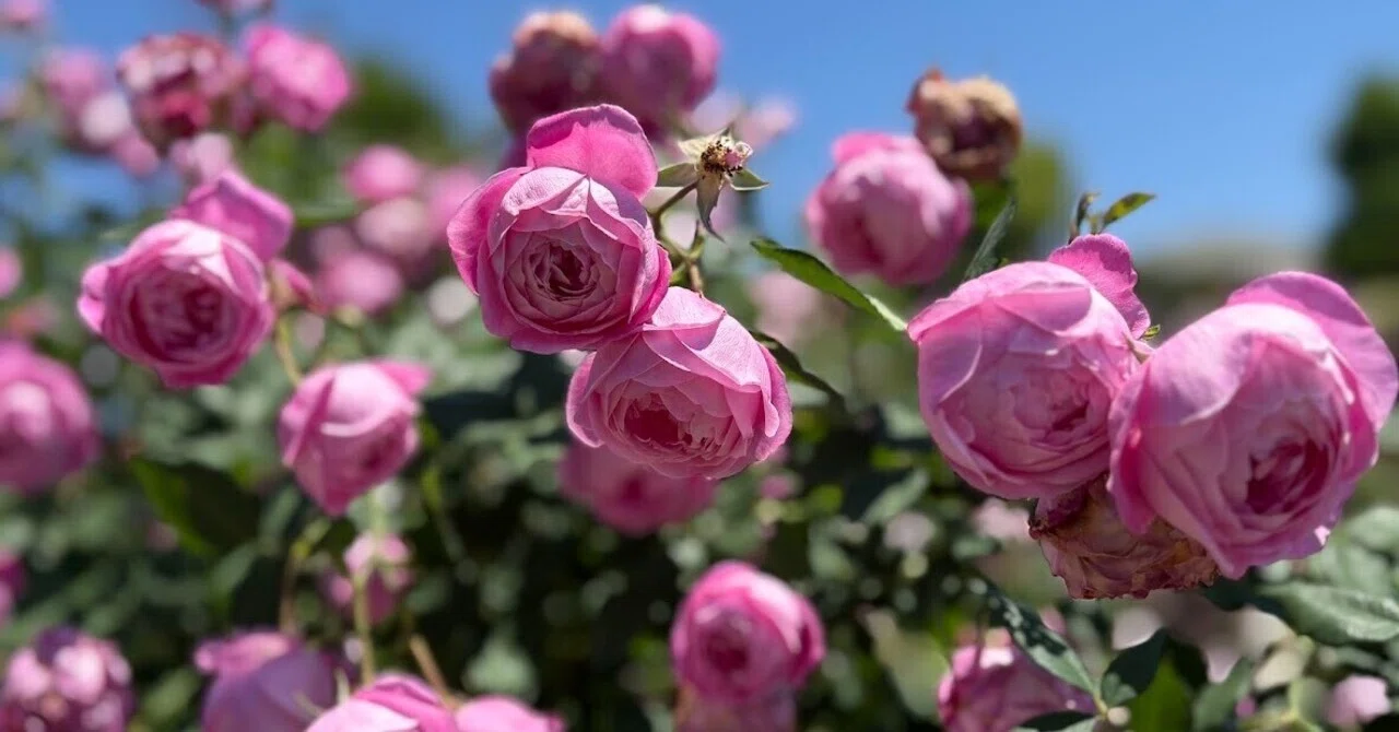 薔薇とタロットつれづれ｜marie