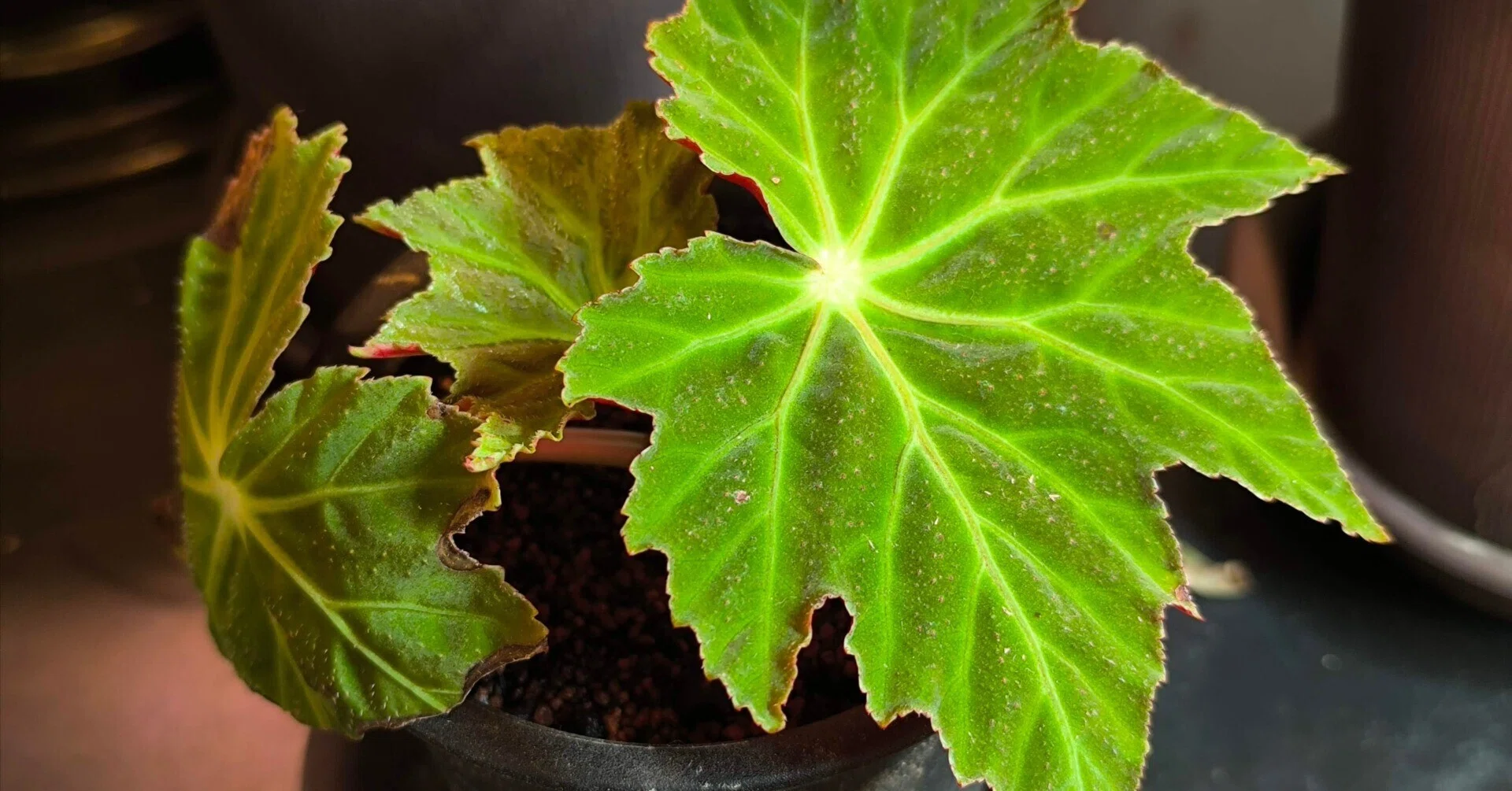 Begonia valdensium ベゴニア ヴァルデンシウムの分類・分布・形態