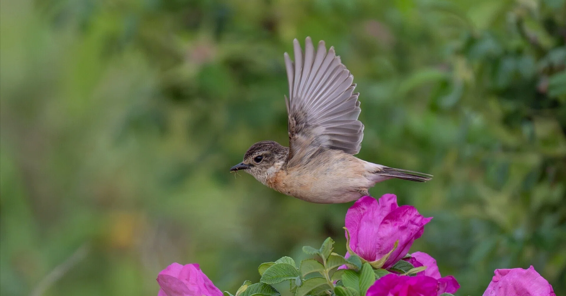 FE 100-400mm F4.5 GM OSSで野鳥撮影 飛翔編｜TOLIMAN Hondα