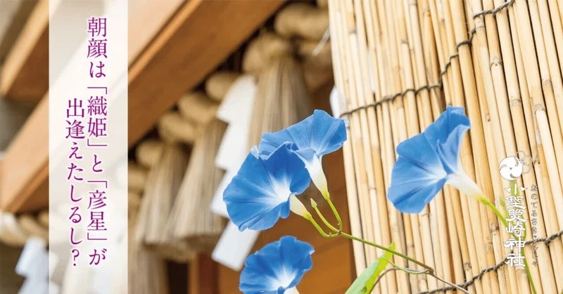 「朝顔」は「織姫と彦星」が出逢えたしるし?