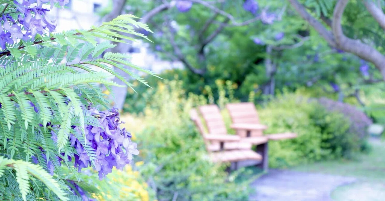 数年ぶりの熱海─ジャカランダを観に行って来ました─｜ゆめみ ときわ