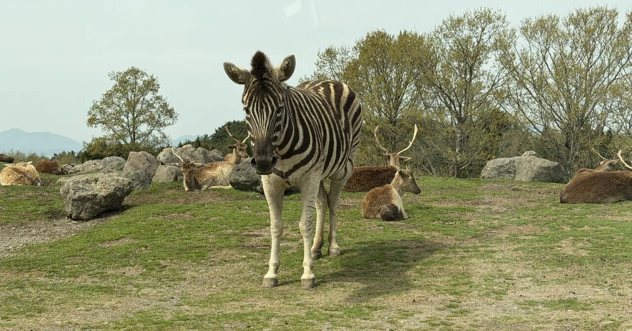 アフリカンサファリ 滞在時間