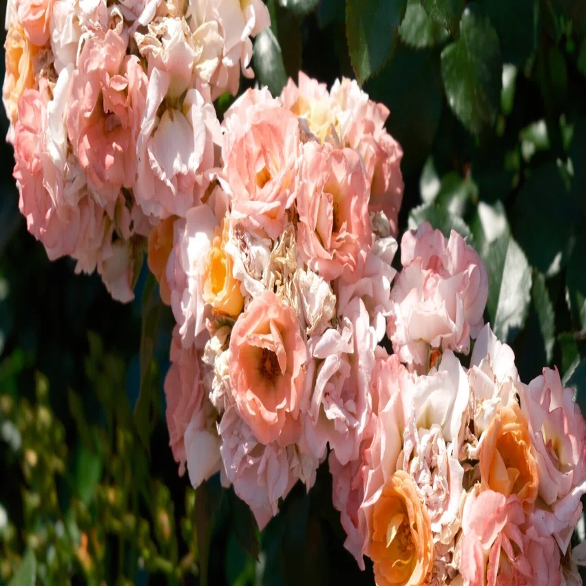 中学生応援‼️　テキストバラ売り大会(閲覧用⑤) 📷10枚写真日記：中華街と薔薇の1日｜きちの趣味部屋