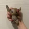 伝説怪獣