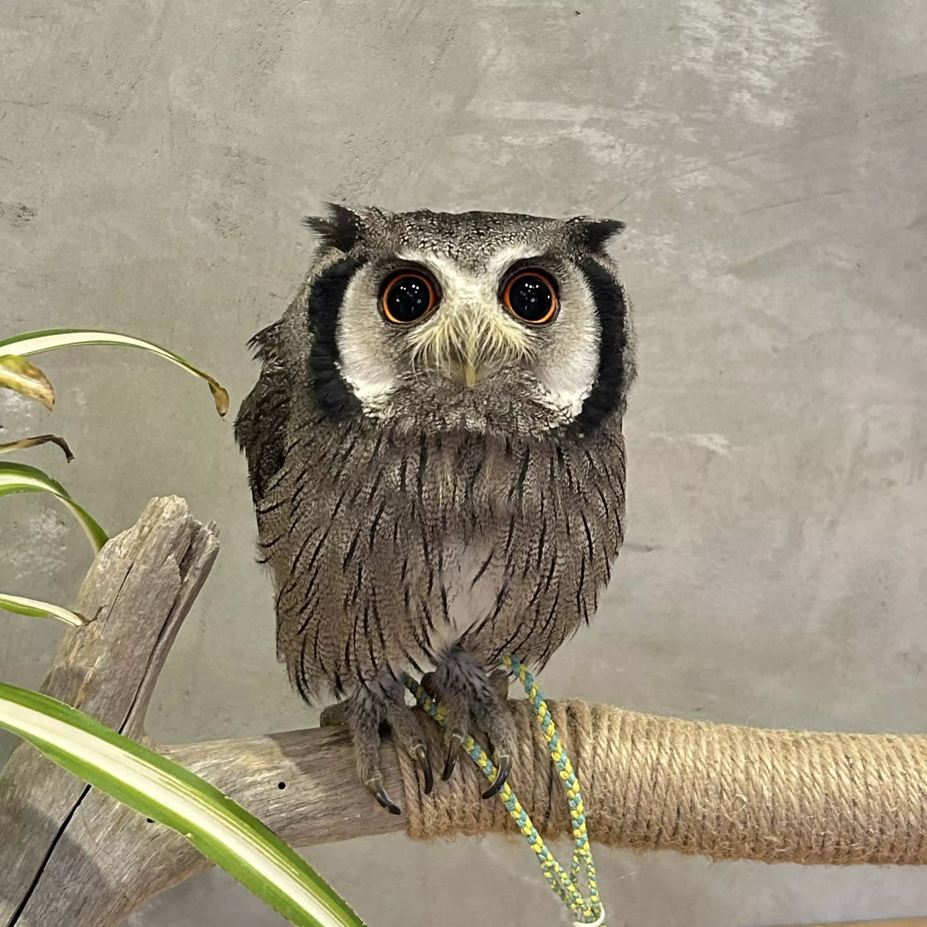 ささやまあり