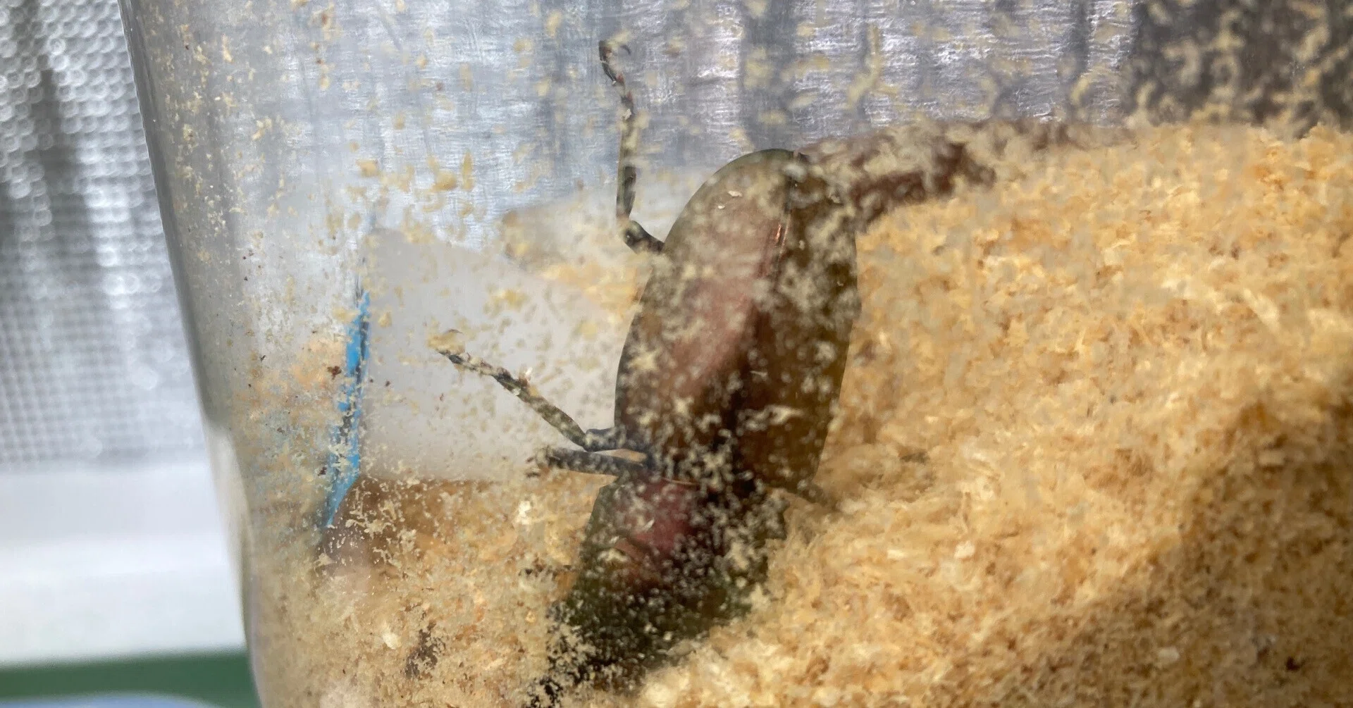 クワガタの近況報告など｜ヤヴカラヴォー