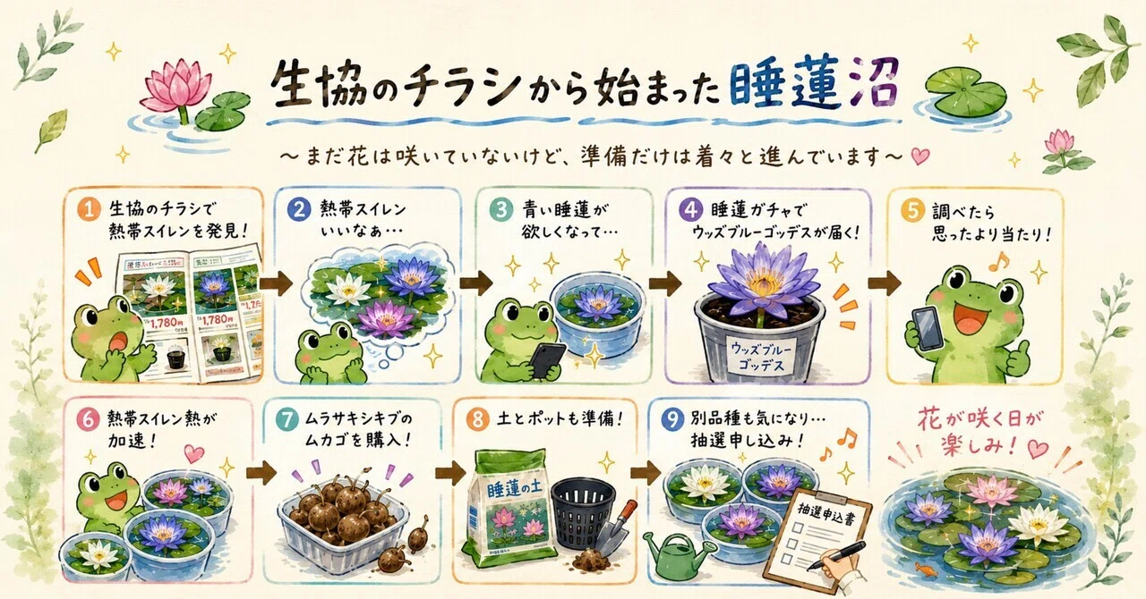 m*z様 熱帯睡蓮　Pradhyota バルブ苗　写真は後ほど追加 まだ睡蓮が1輪も咲いてないのに、3品種目を検討しています。｜星花