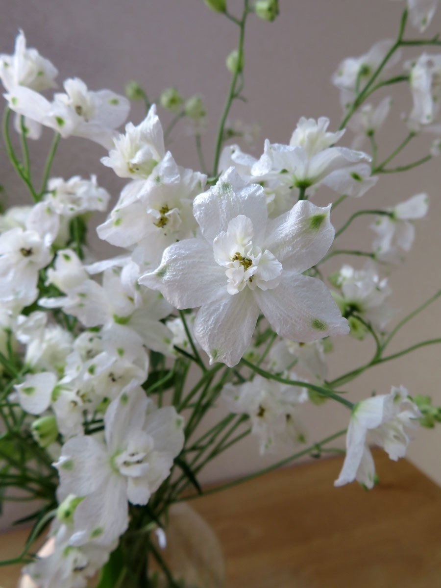 花材特徴まとめ デルフィニウム 花と日々 Yas Note 花材特徴まとめ デルフィニウム 花と日々 Yas Note