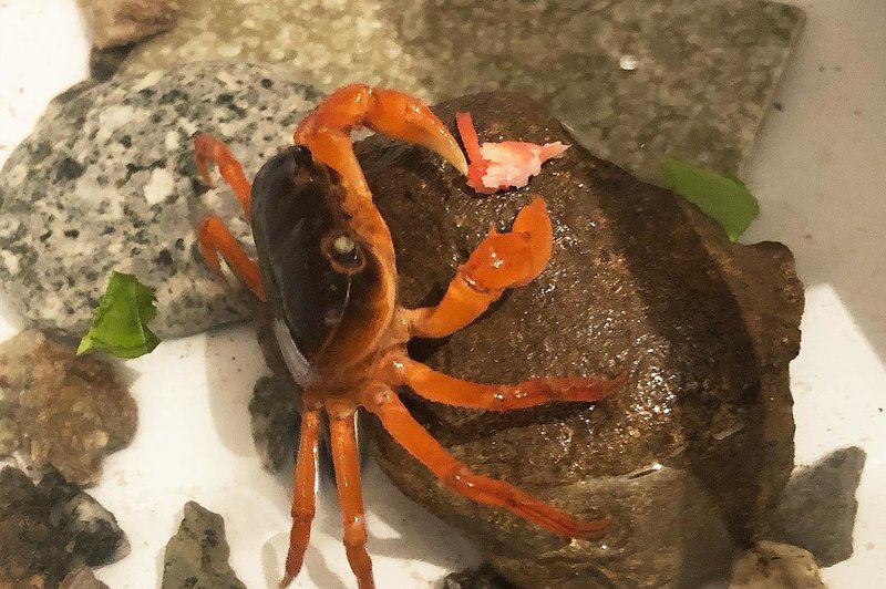 7日後に死ぬカニ 完結編 しまだあや 島田彩 Note