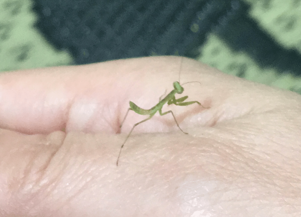 カマキリ　2点　専用 2020.6.9 天井からカマキリ｜ちゅんちゅん