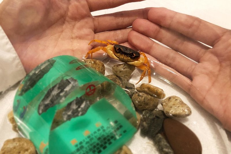 7日後に死ぬカニ 完結編 しまだあや 島田彩 Note