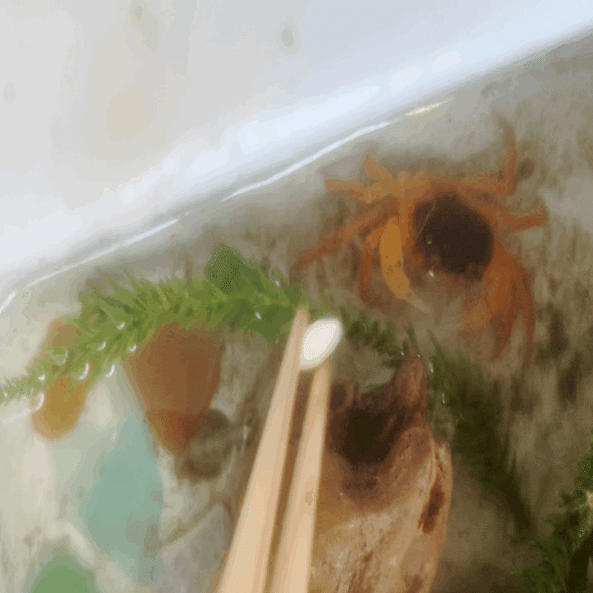 7日後に死ぬカニ 完結編 しまだあや 島田彩 Note