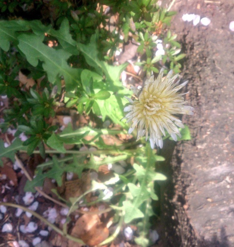 シロバナタンポポ。この二日後に見たときは、花は誰かに摘まれてしまって、茎だけがどこか間抜けに、しかし真摯に、太陽に向かって背伸びしていた。