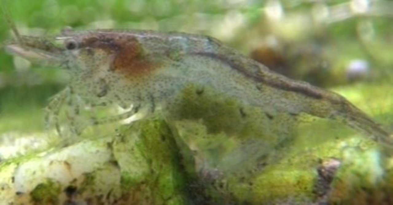 抱卵したヤマトヌマエビが ハラハラと出て行くのはなんだ Yasu Note 抱卵したヤマトヌマエビが ハラハラと出て行くのはなんだ Yasu Note