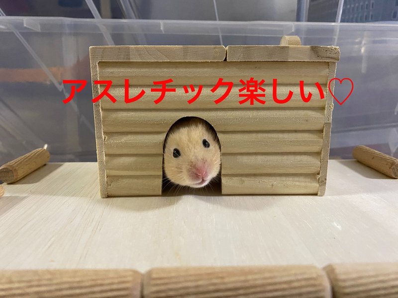 ハムスター飼育日記51日目 6 15 サトウショウヘイ Note