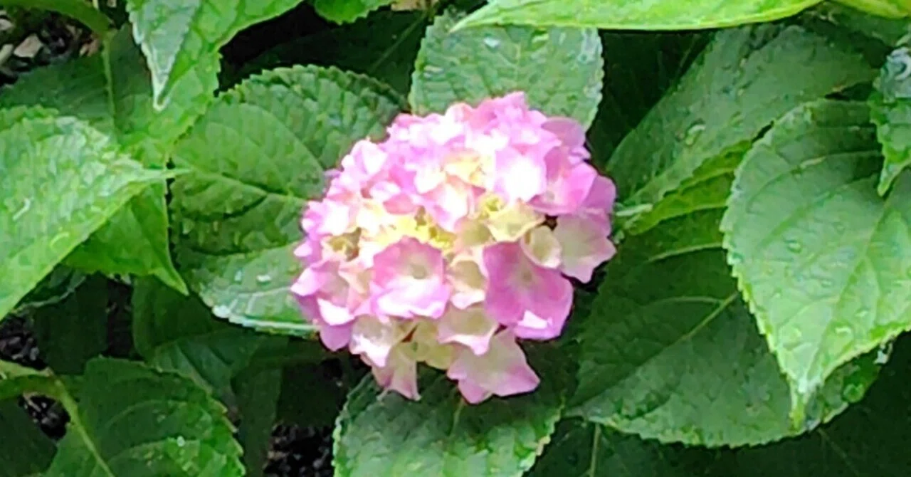 雨花ページ 雨を待つ花のごとく【我が家の庭から】｜deepblue