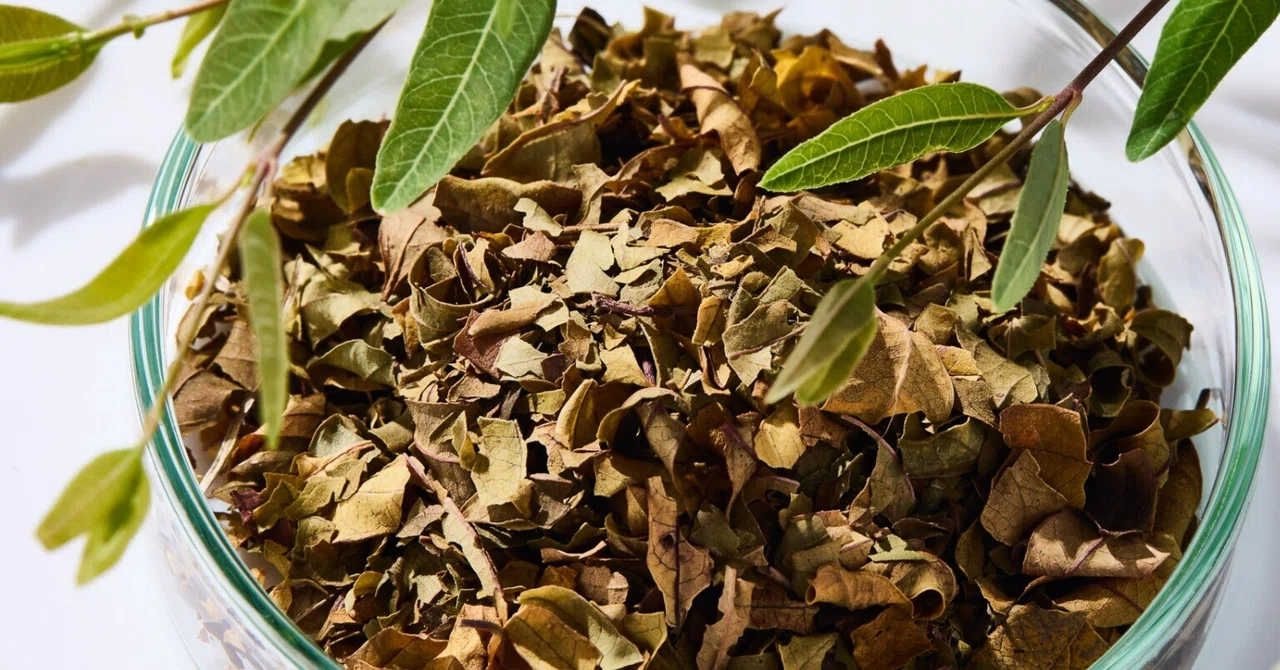 [Noto Agriculture Diary] The Story of Noto Rafuma (Dogbane) Tea Grown ...