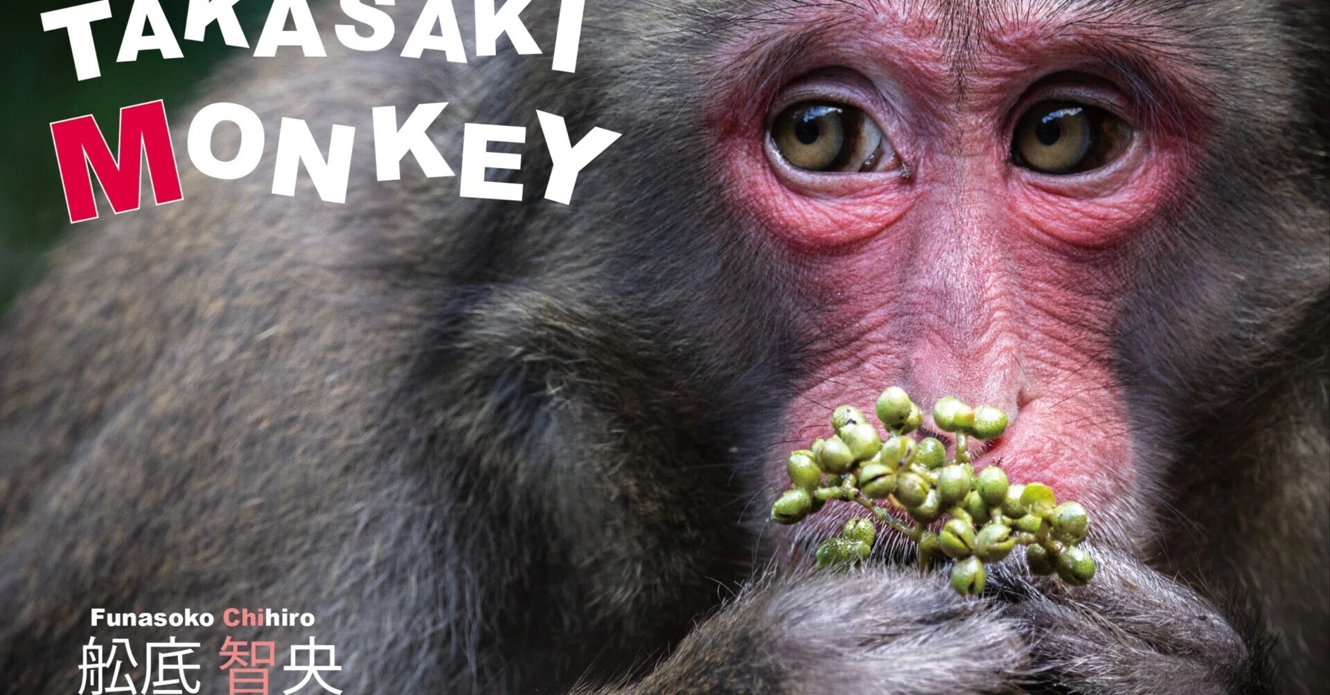 野生のサルたちの一年を見つめる写真集｜ヴィッセン出版