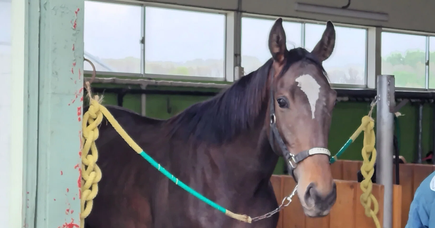 サンデーサラブレッドクラブ2026募集馬レポート(関東)｜馬バカ