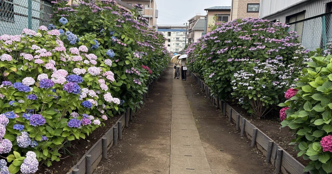 紫陽花ラン?‍♀️‍➡️｜たんけんこ