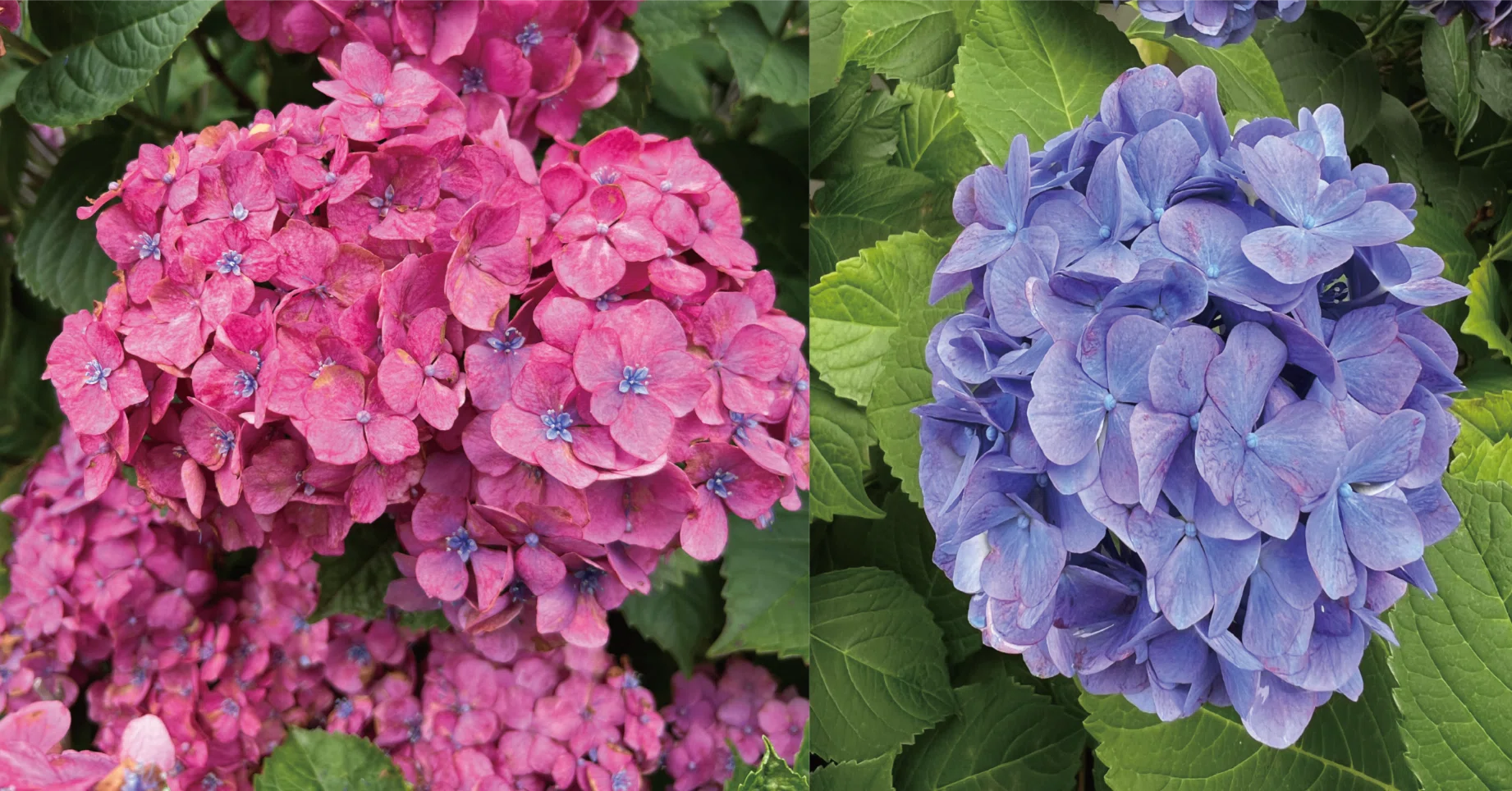 GUN ‪‪❤︎‬様ご確認用バラメモ♥hydrangea様ドレスメモ♯650 Hydrangea Flowers and Children｜さけみりん