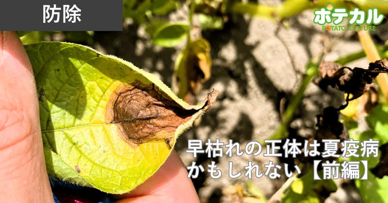 早枯れの正体は夏疫病かもしれない【前編】