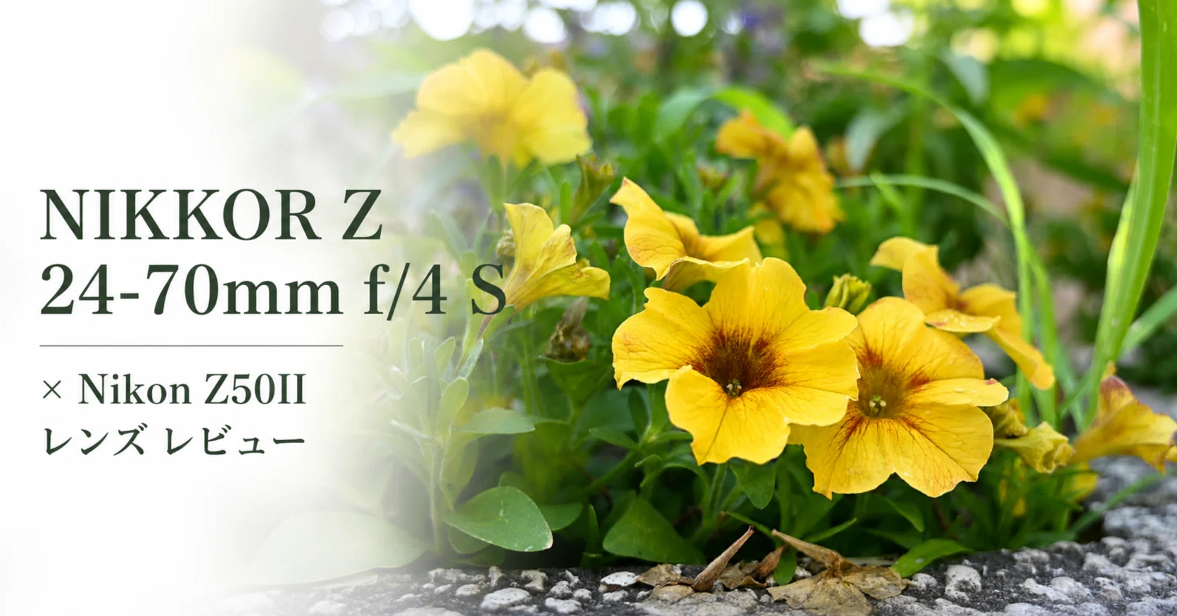 NIKKOR Z 24-70mm f/4 S × Nikon Z50II レンズ レビュー｜ふじき