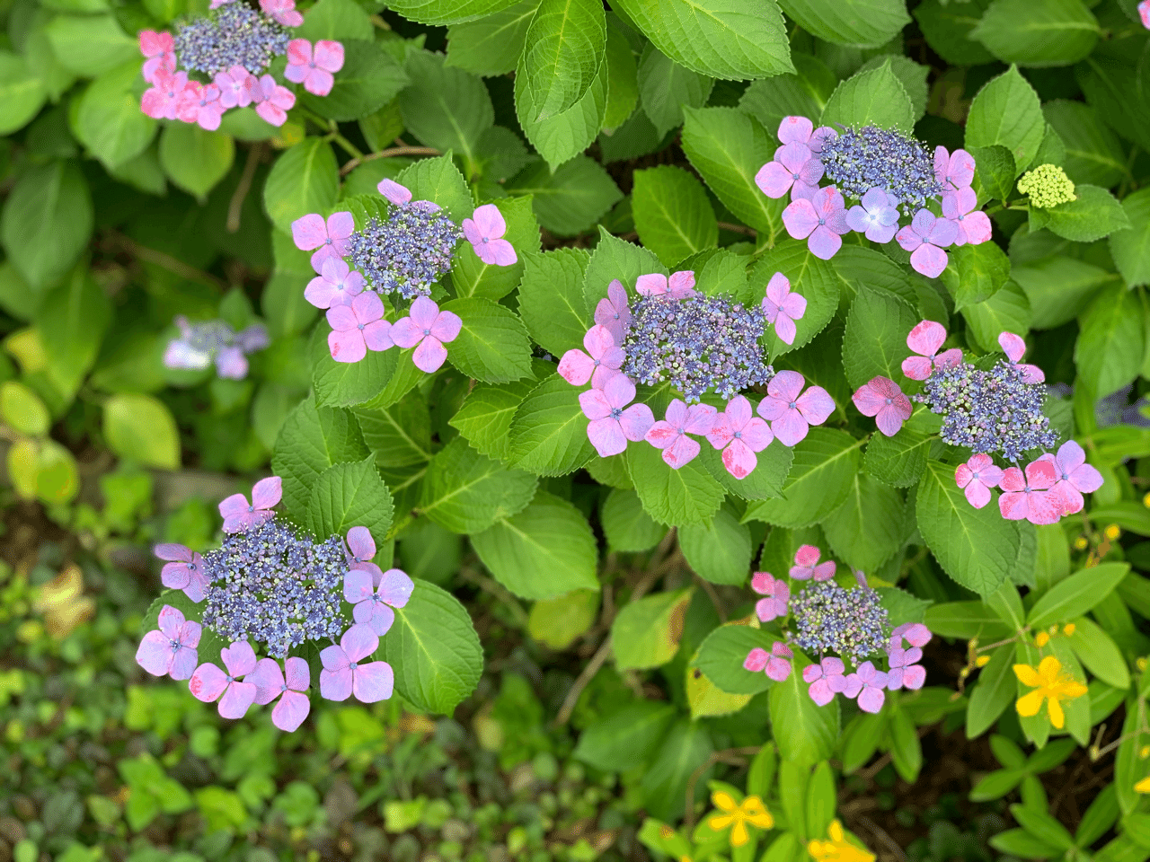 写真集 紫陽花 あじさい サザヱ Note 写真集 紫陽花 あじさい サザヱ Note
