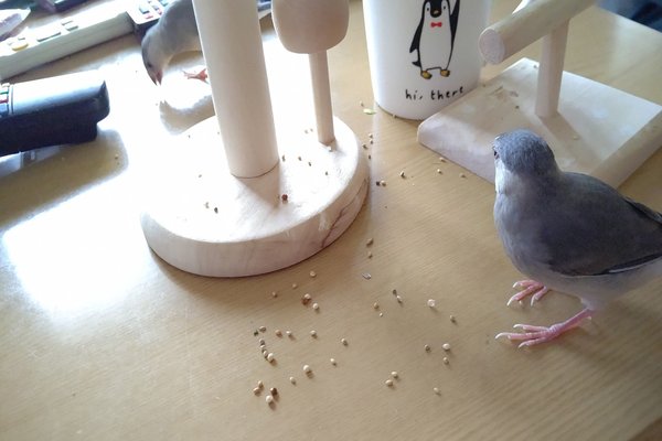 文鳥が可愛いから困る の新着タグ記事一覧 Note つくる つながる とどける