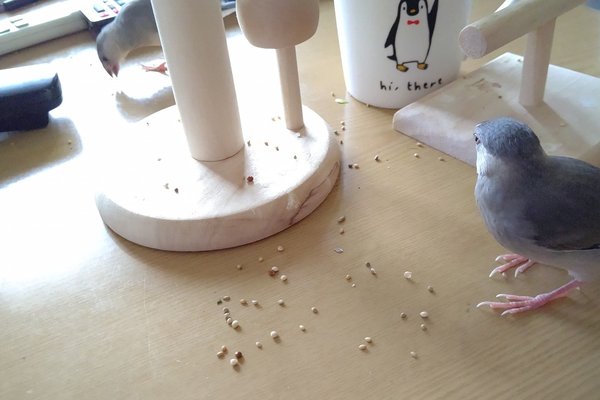 文鳥が可愛いから困る の新着タグ記事一覧 Note つくる つながる とどける 文鳥が可愛いから困る の新着タグ記事一覧 Note つくる つながる とどける