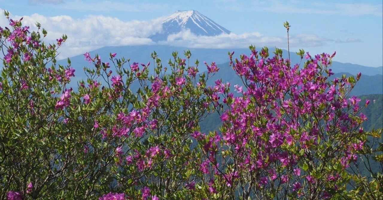 287.2026年のツツジ調査と山岳眺望｜sasayan