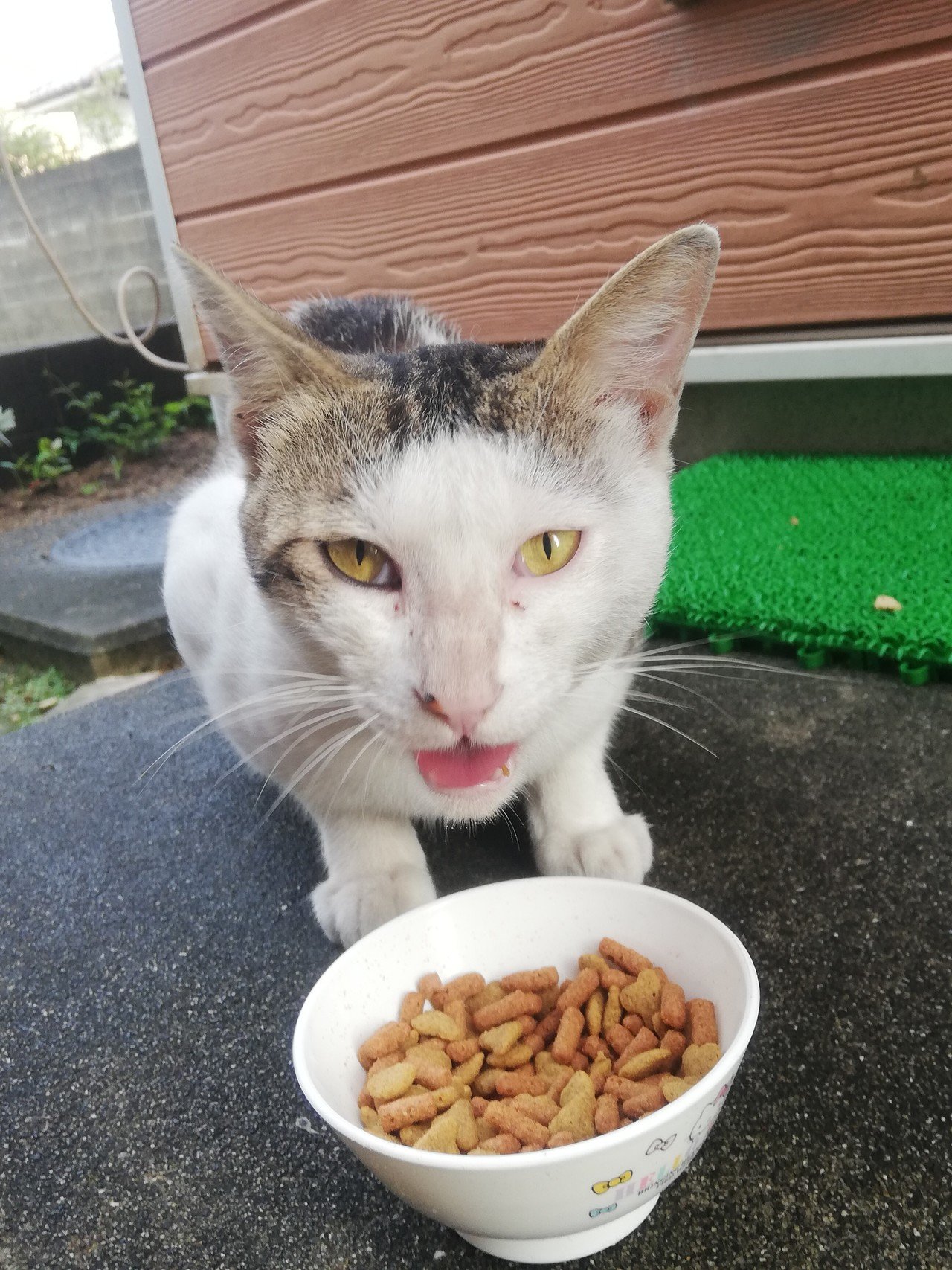 野良猫たんこちゃん お食事中 丸顔 Note