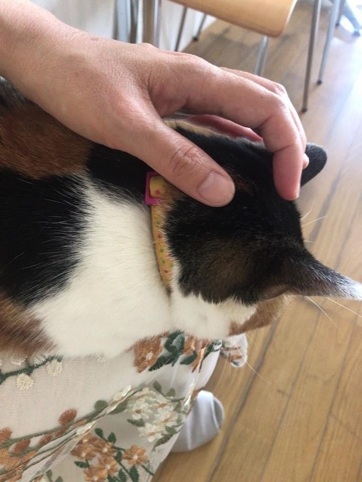 癒されようと入った猫カフェで つきるな Clair De Lune Note 癒されようと入った猫カフェで つきるな Clair De Lune Note